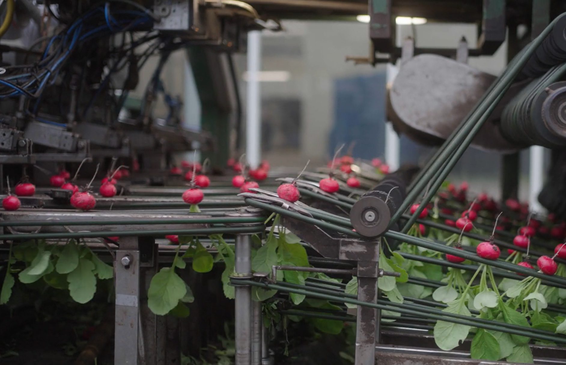 Afbeelding Koolvlieg spotten in radijs