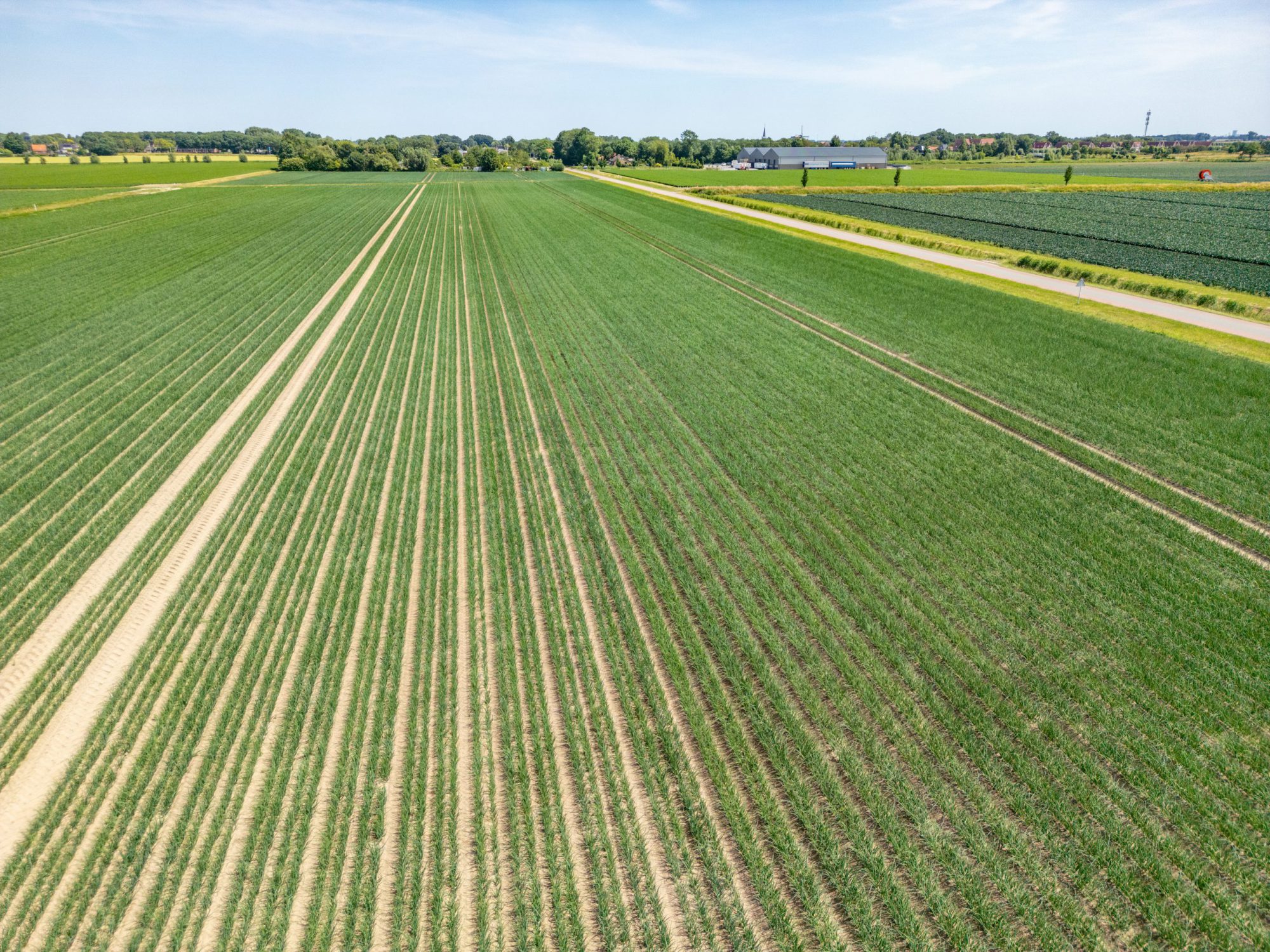 Afbeelding Geannuleerd | Rassendemo zaaiuien op ruggen geteeld | Piershil