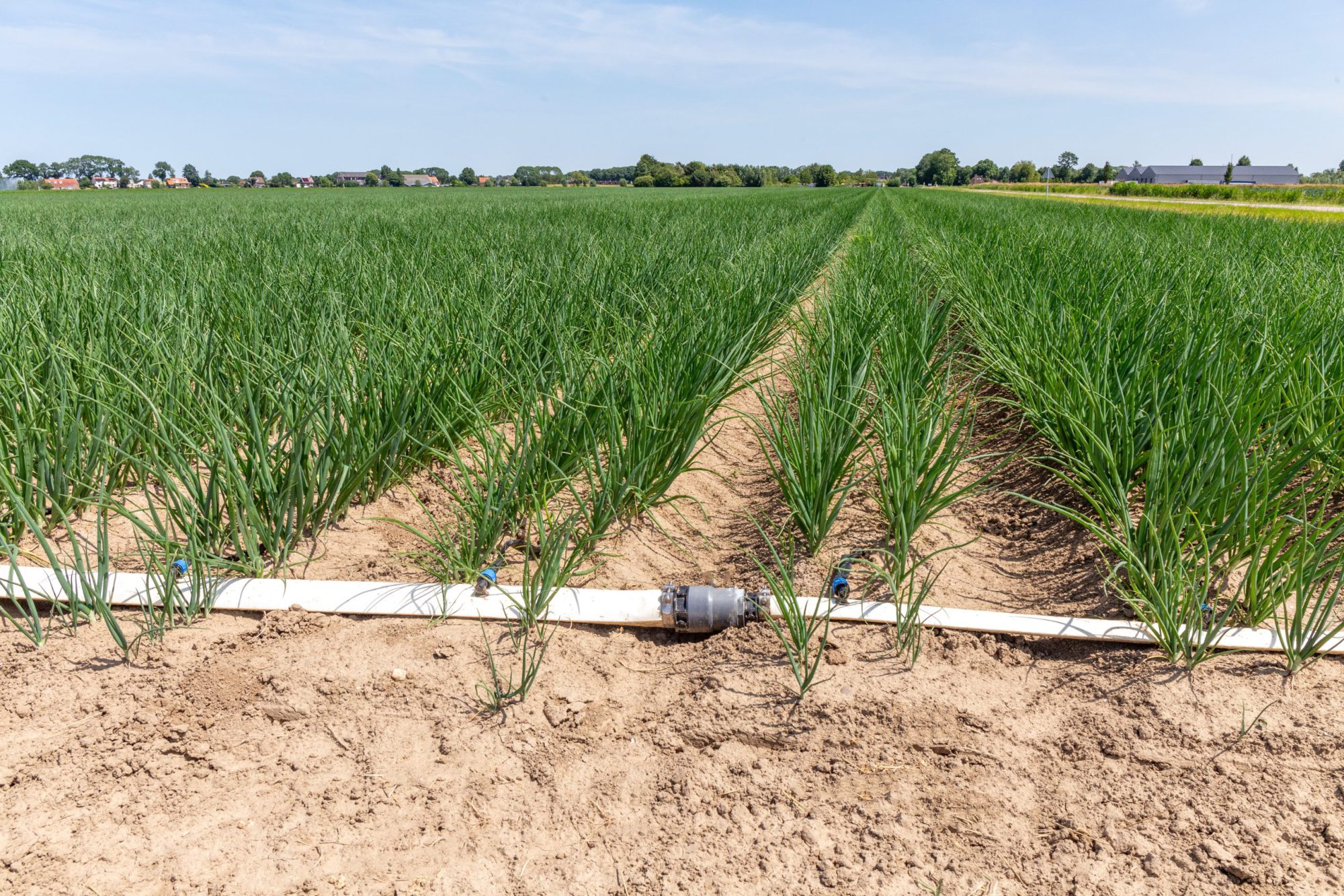 Afbeelding Kennis delen = optimaal uien telen | uitnodiging veldmiddag De Groot en Slot