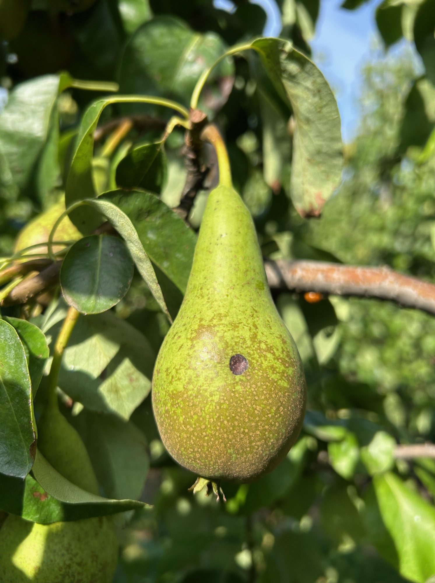 Afbeelding Teeltadvies | zwartvruchtrot bij peer en onkruidbestrijding in de zomer
