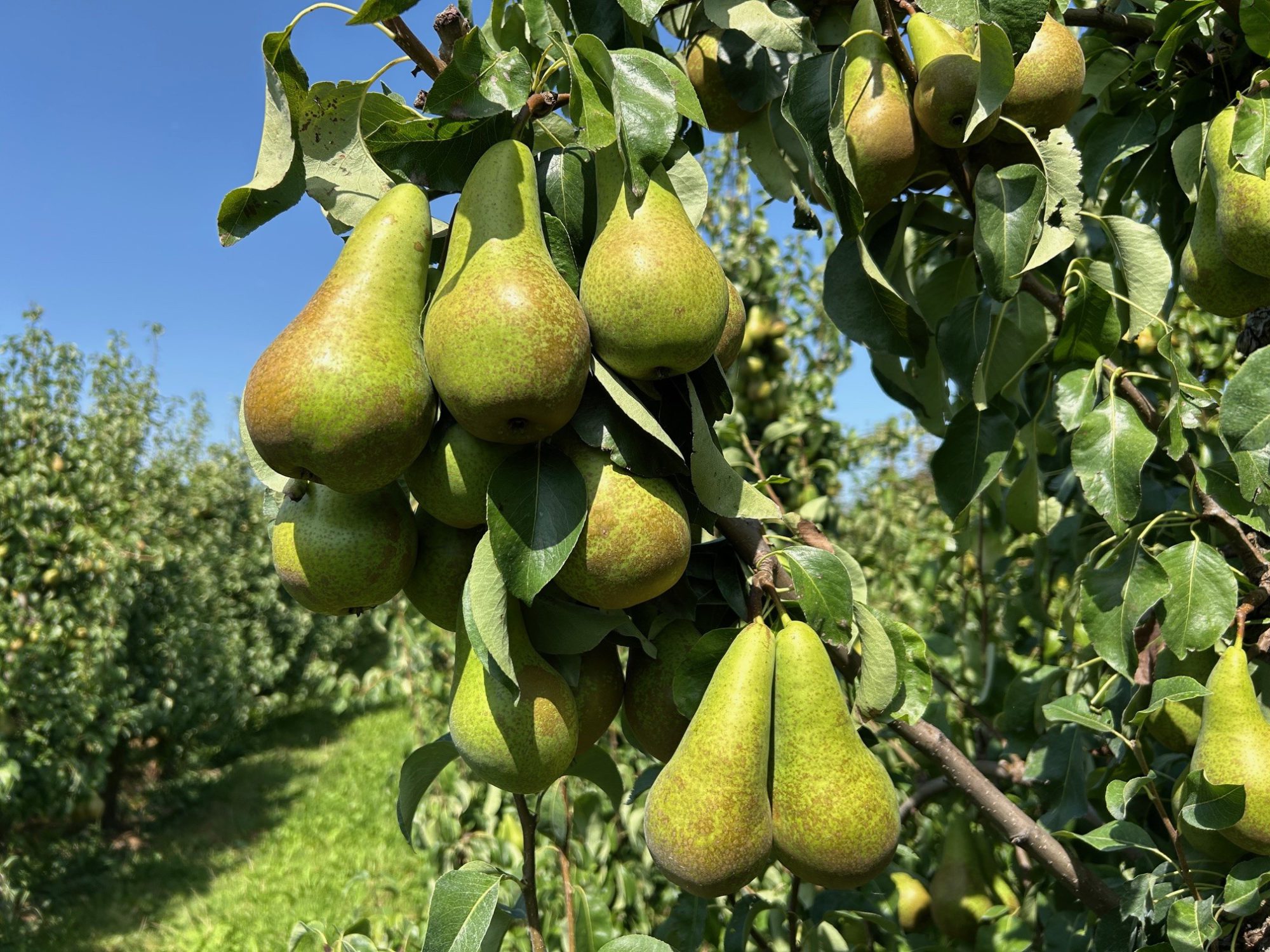 Afbeelding Teeltadvies | afspuitschema en perenbladvlo