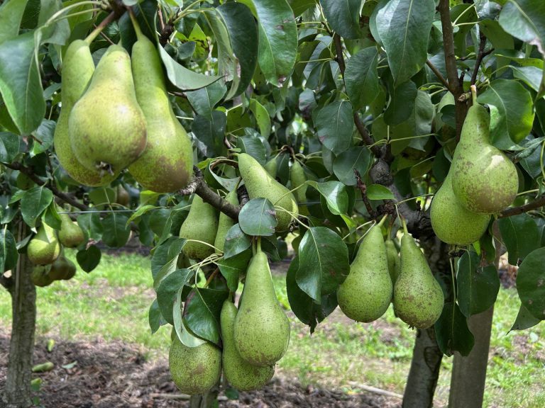 Afbeelding Teeltadvies | zwartvruchtrot, afspuitschema, perenbladvlo en fruitmot