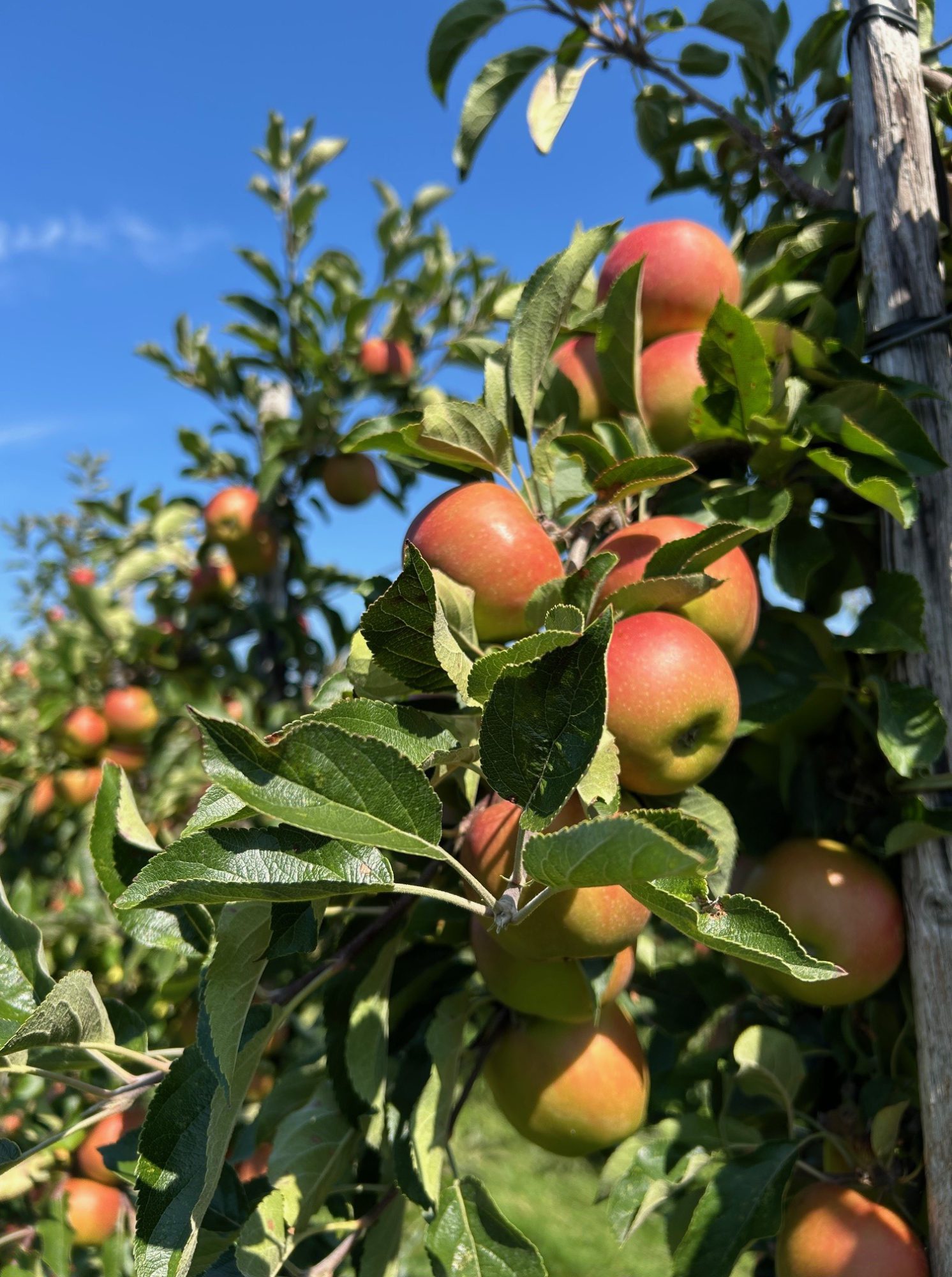 Afbeelding Teeltadvies | fruitmot, FruitSmart en vruchtanalyses