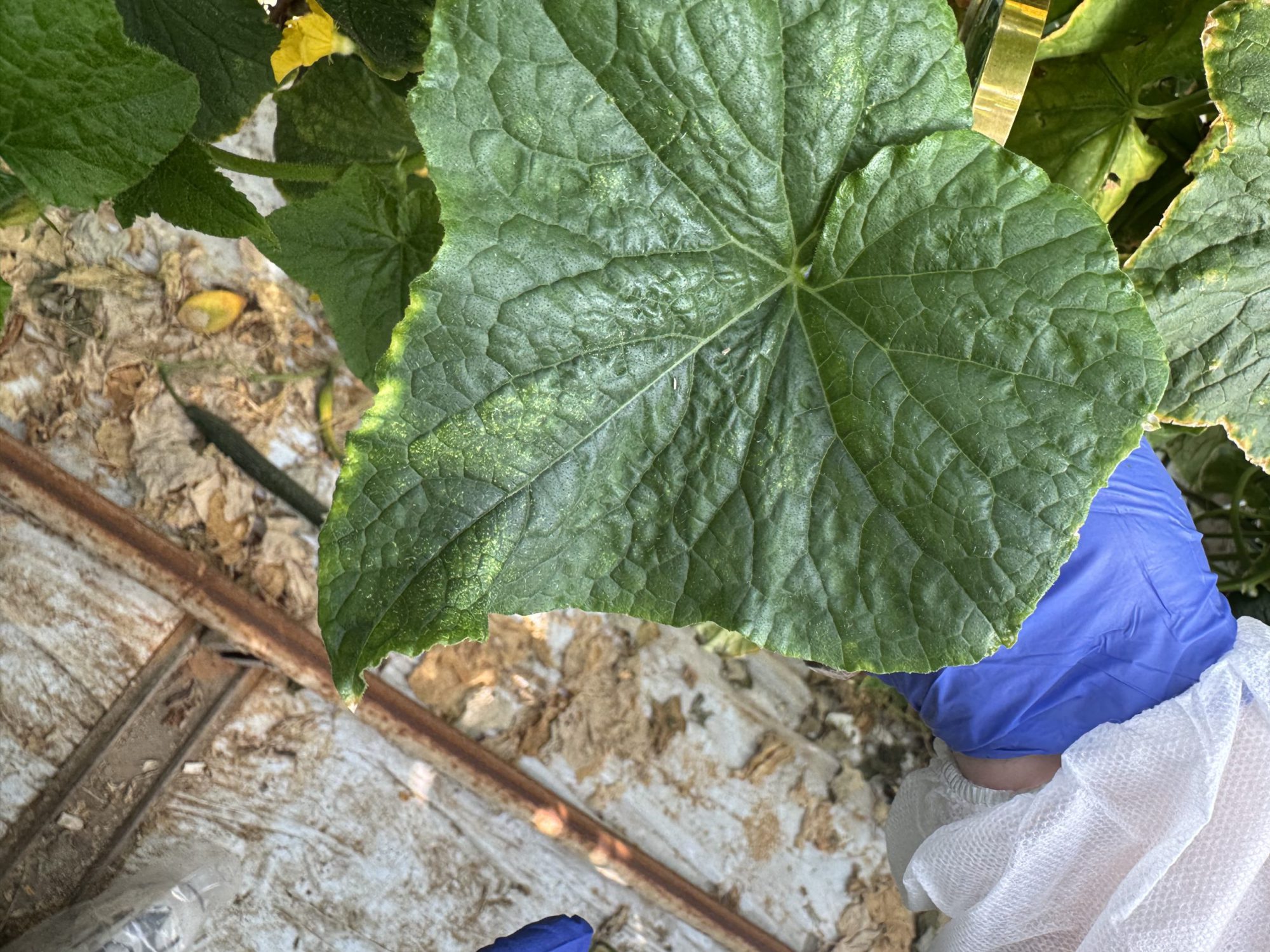 Afbeelding Spint aanpakken in komkommers