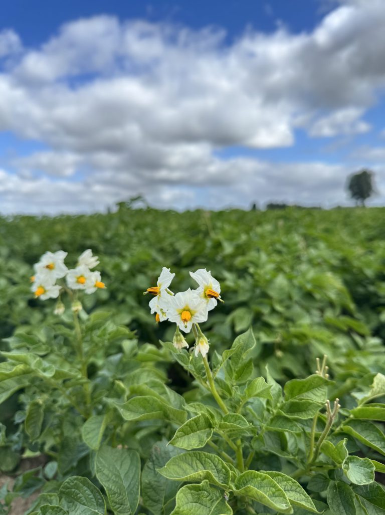 Afbeelding Aardappelen efficiënt bemesten met fertigatie