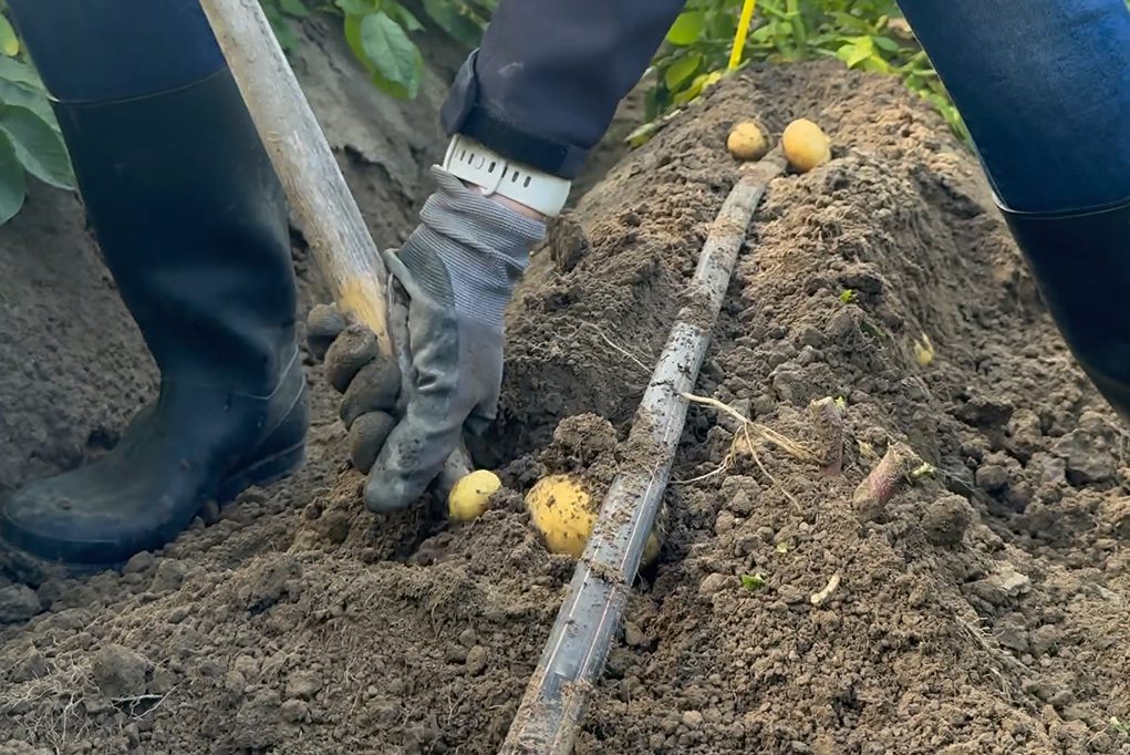 Afbeelding Aardappelen efficiënt bemesten met fertigatie