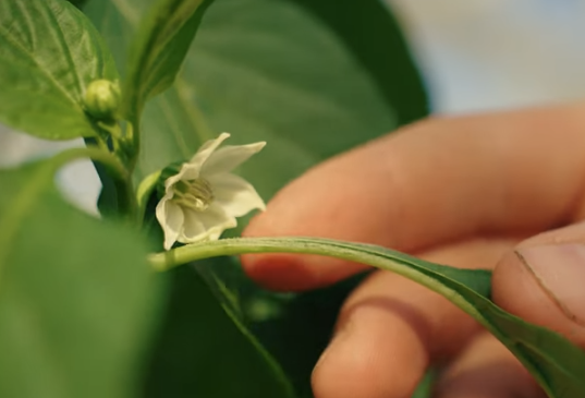 Afbeelding Kennisdeling essentieel in 100% Groen Geteeld