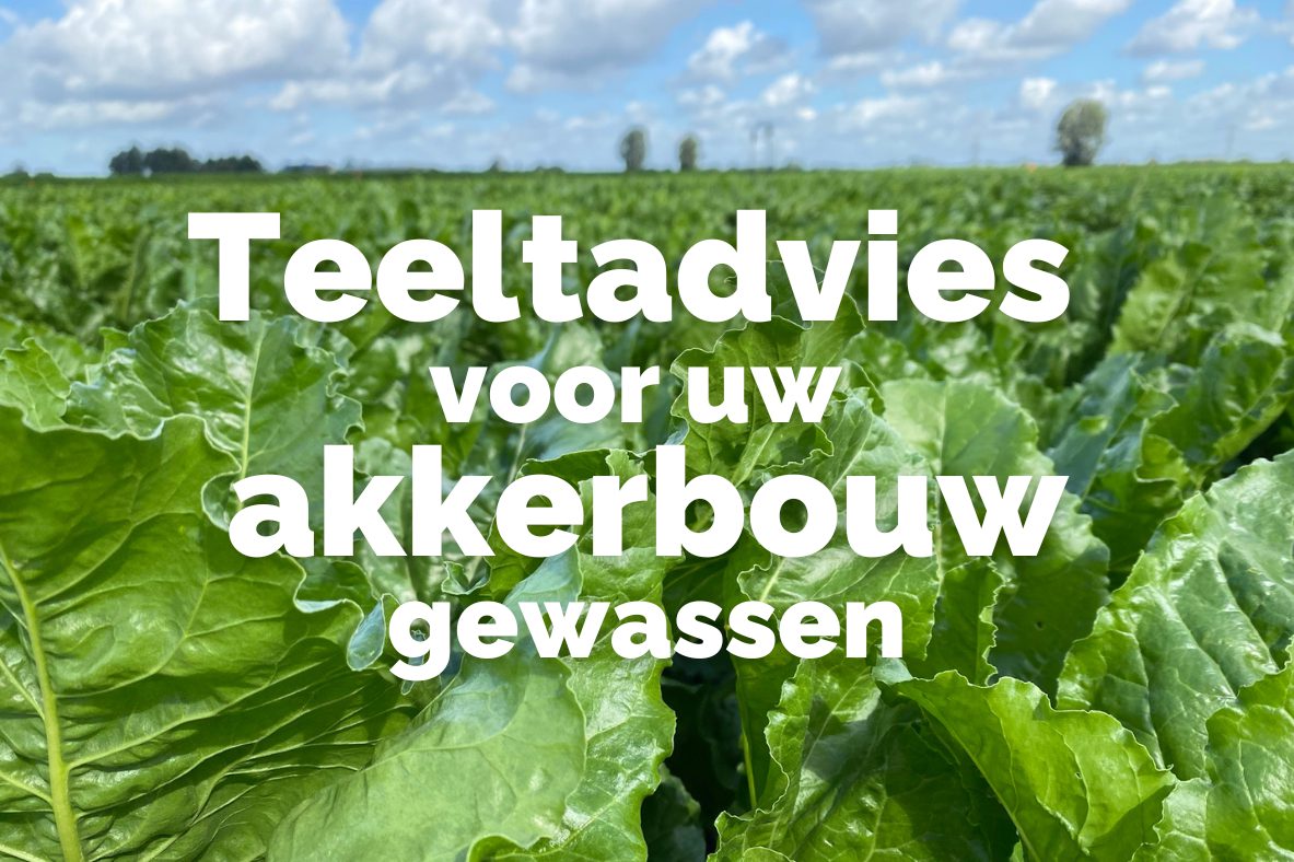 Afbeelding Teeltadvies | ziektebestrijding, onderwatergewicht en doodspuiten aardappelen en stikstofregels groenbemesters
