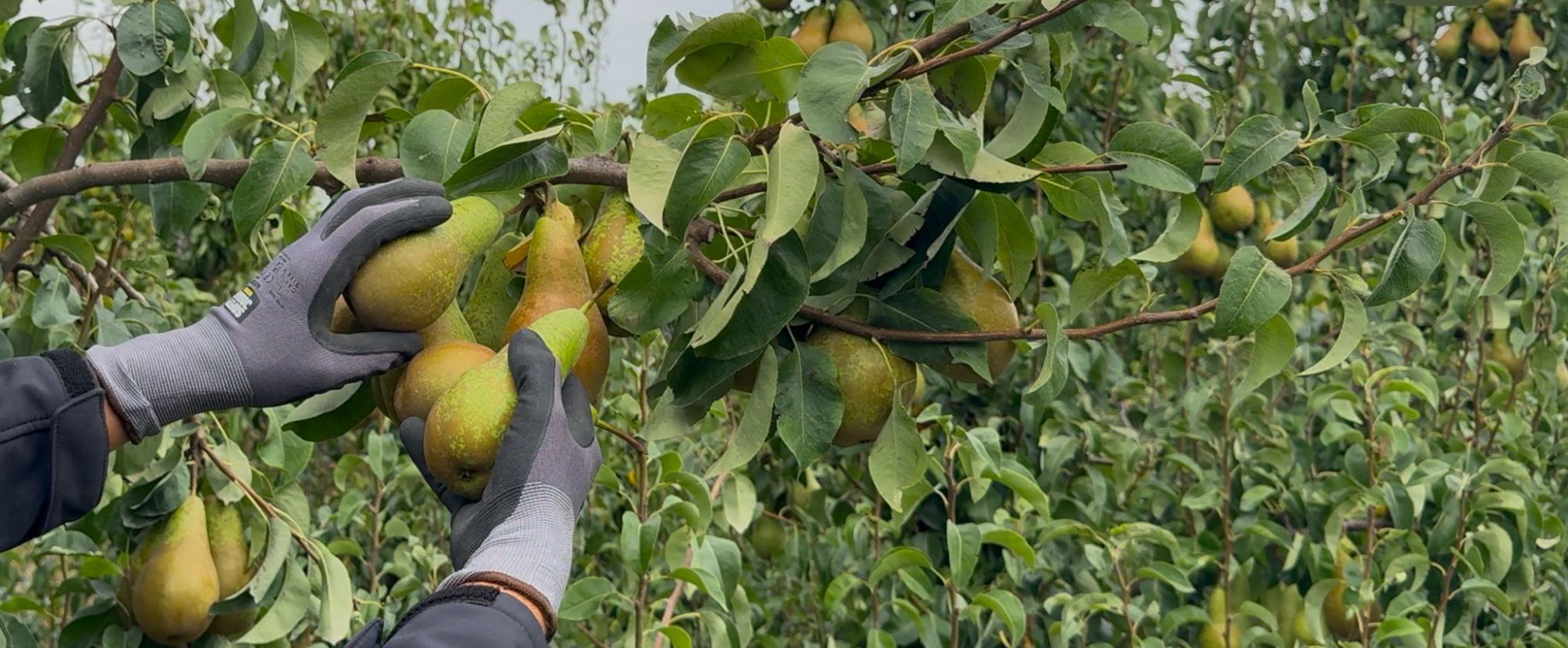 Afbeelding De pluk van 2025 is gestart!