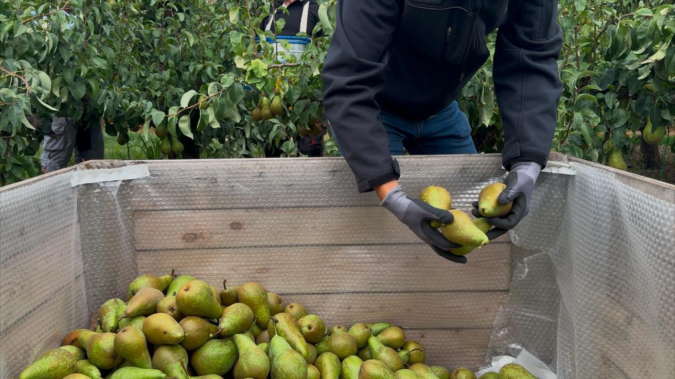Afbeelding Rondje boomgaard | augustus 2025