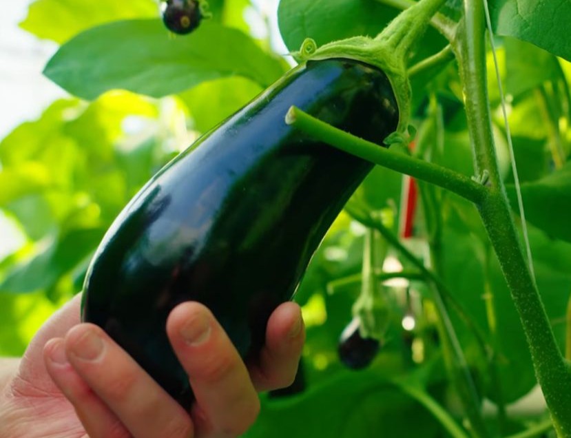 Afbeelding 100% Groen Geteeld in de praktijk