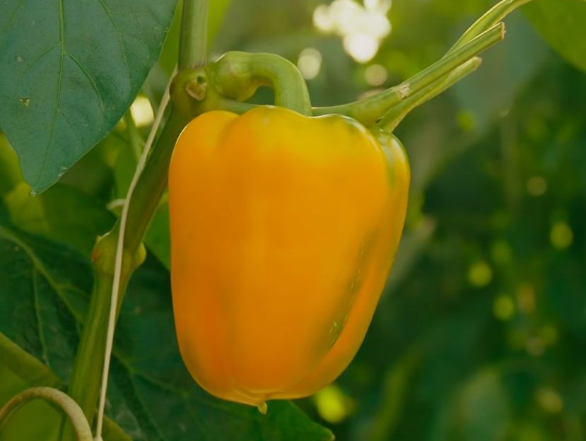 Afbeelding 100% groen geteeld: vooruitblik