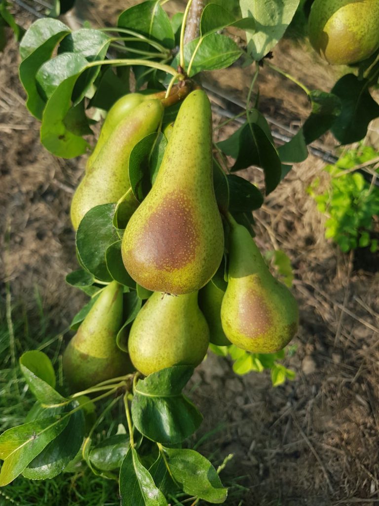 Afbeelding Teeltadvies | zonnebrand en roestmijt bij appel en peer