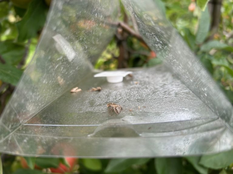 Afbeelding Teeltadvies | fruitmot, FruitSmart en vruchtanalyses