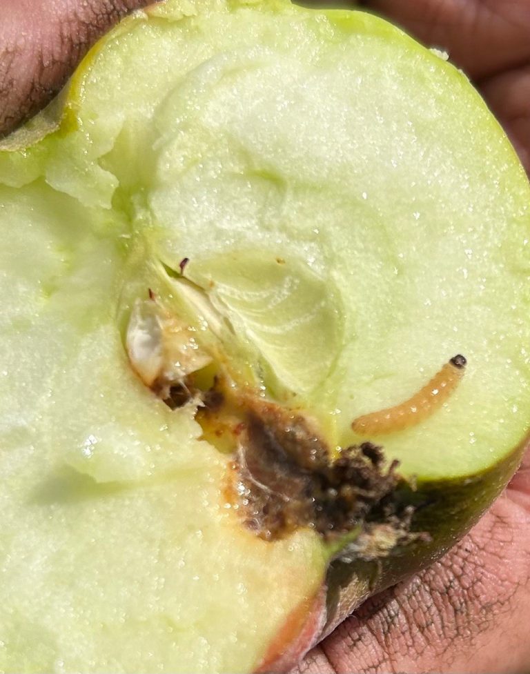 Afbeelding Teeltadvies | zwartvruchtrot, afspuitschema, perenbladvlo en fruitmot