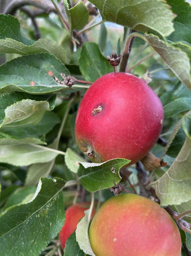Afbeelding Teeltadvies | zwartvruchtrot, afspuitschema, perenbladvlo en fruitmot