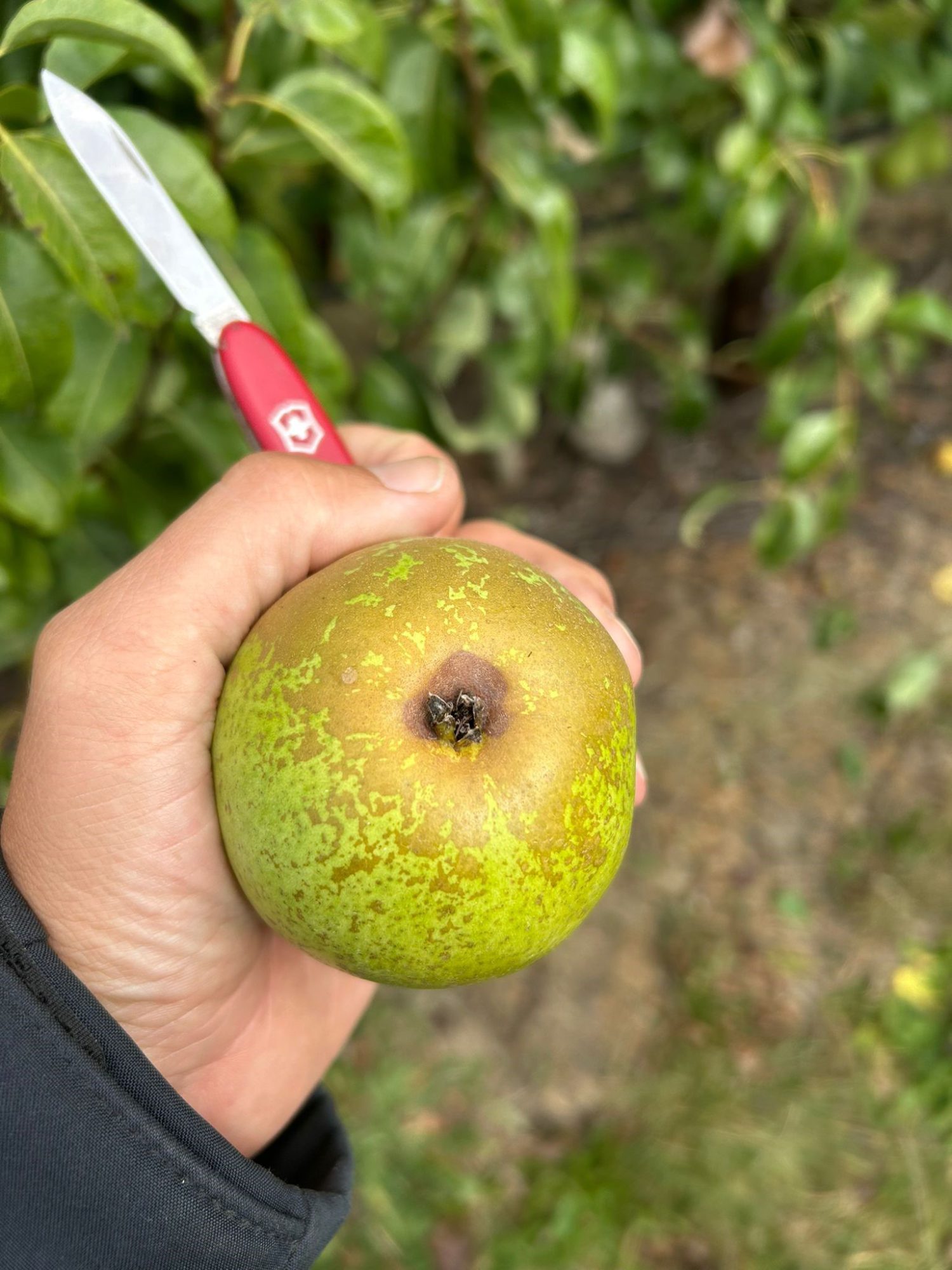 Afbeelding Teeltadvies | peerluis, perenpokziekte