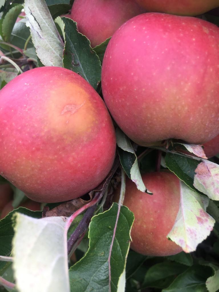 Afbeelding Teeltadvies | zonnebrand en roestmijt bij appel en peer