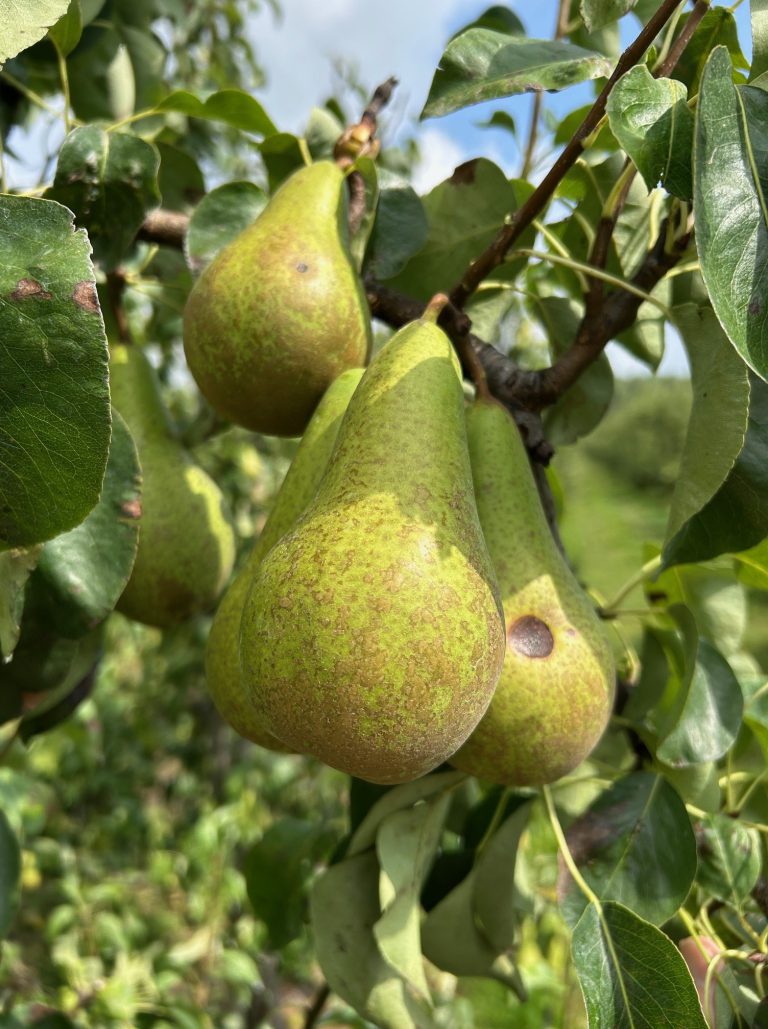 Afbeelding Teeltadvies | zwartvruchtrot, afspuitschema, perenbladvlo en fruitmot