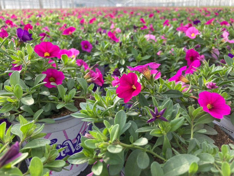 Afbeelding Spuitlicentiebijeenkomst Tuinbouw | Veiligheid en Techniek | Noordoostpolder