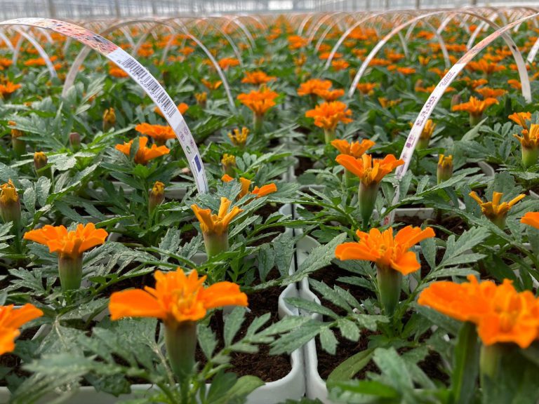 Afbeelding Spuitlicentiebijeenkomst Tuinbouw | Veiligheid en Techniek | Noordoostpolder