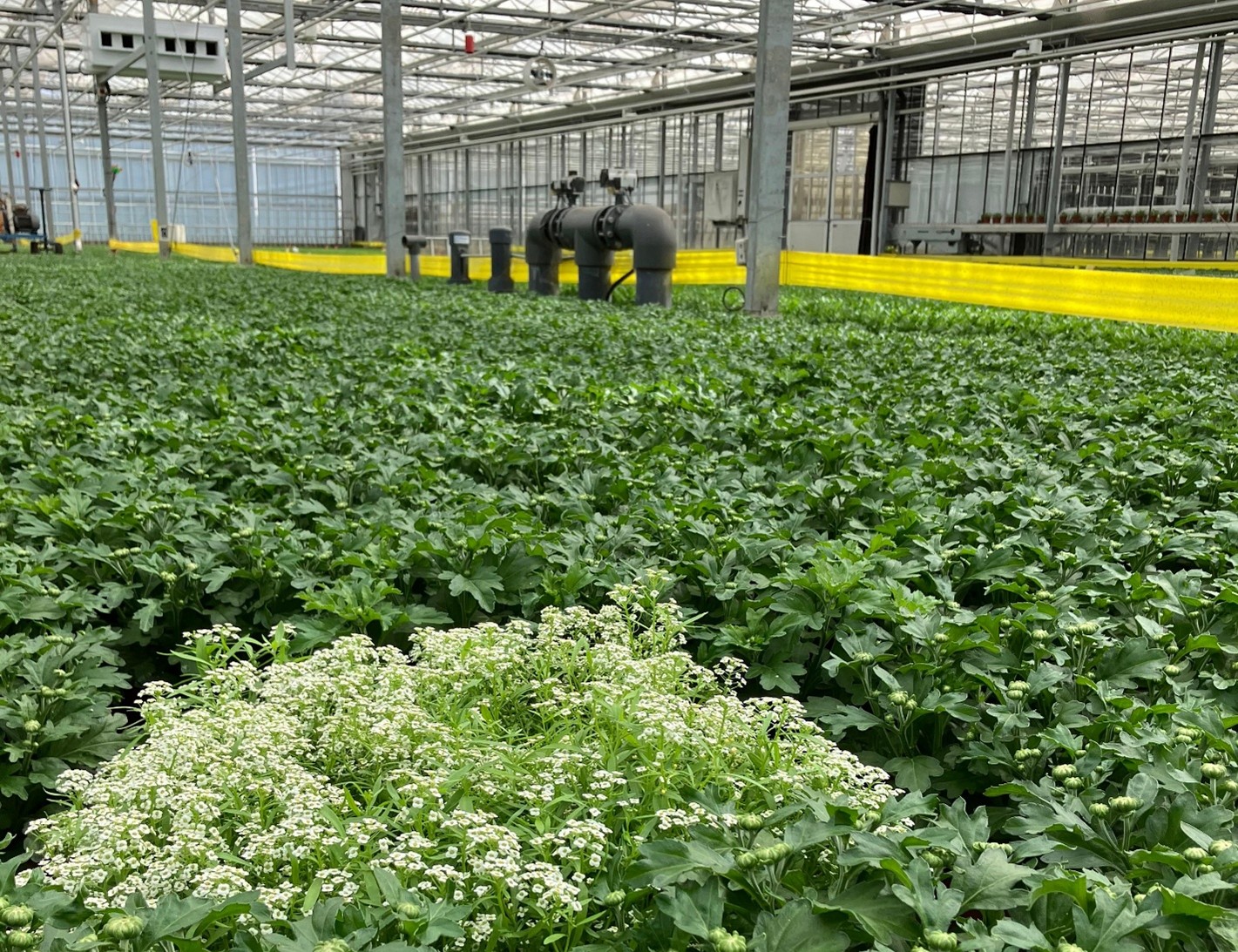 Afbeelding Bankerplantsystemen: kansen voor geïntegreerde plaagbestrijding in verschillende teelten