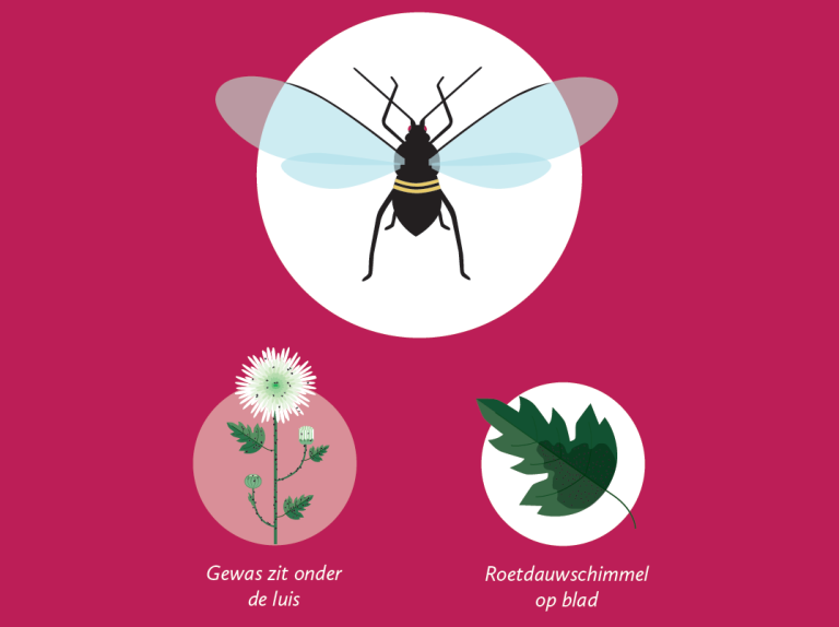 Afbeelding Zo herkent u de belangrijkste plaaginsecten