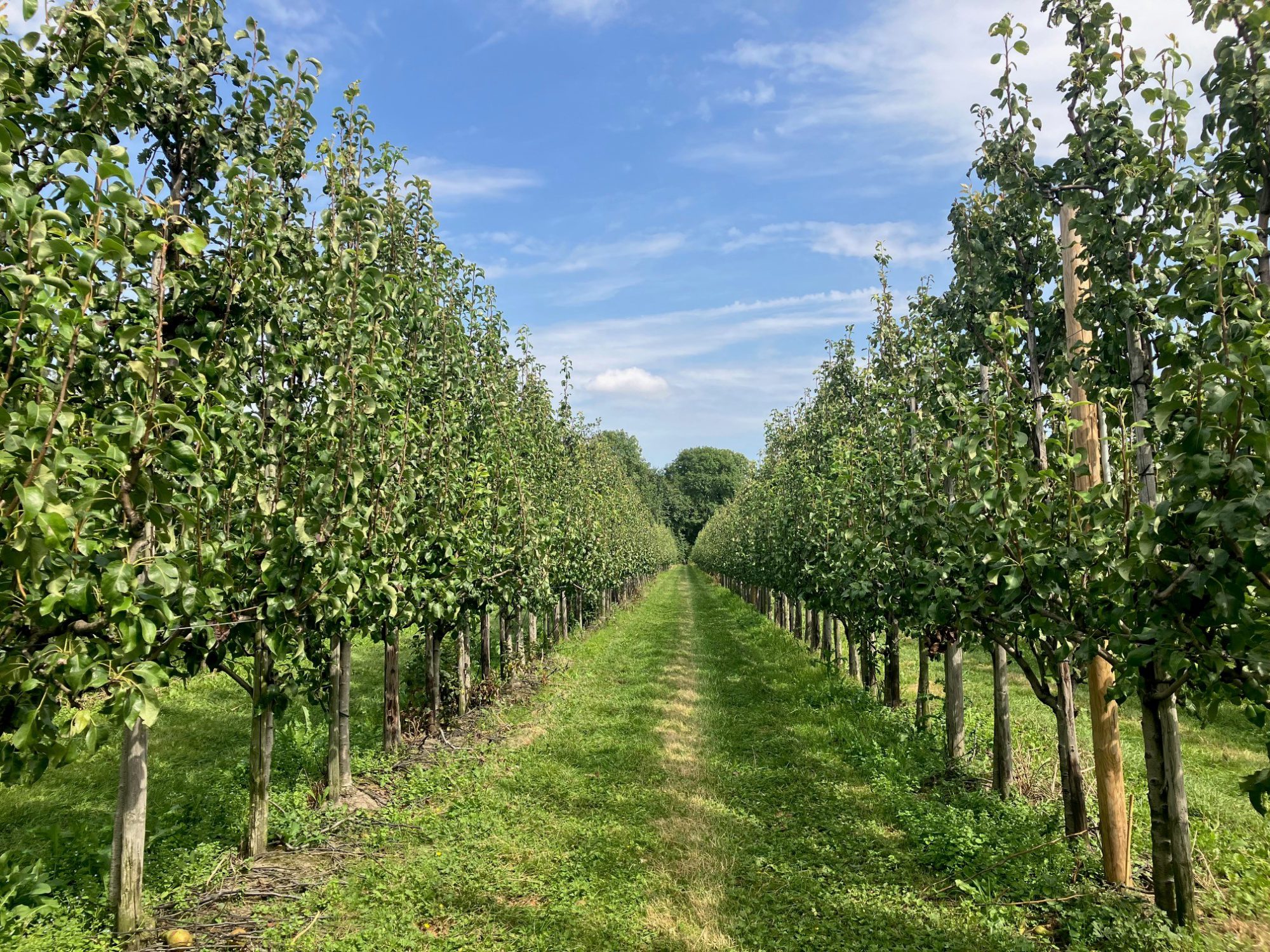 Afbeelding Teeltadvies | Perenknopkever, perenbladvlo en bladbemesting na de oogst