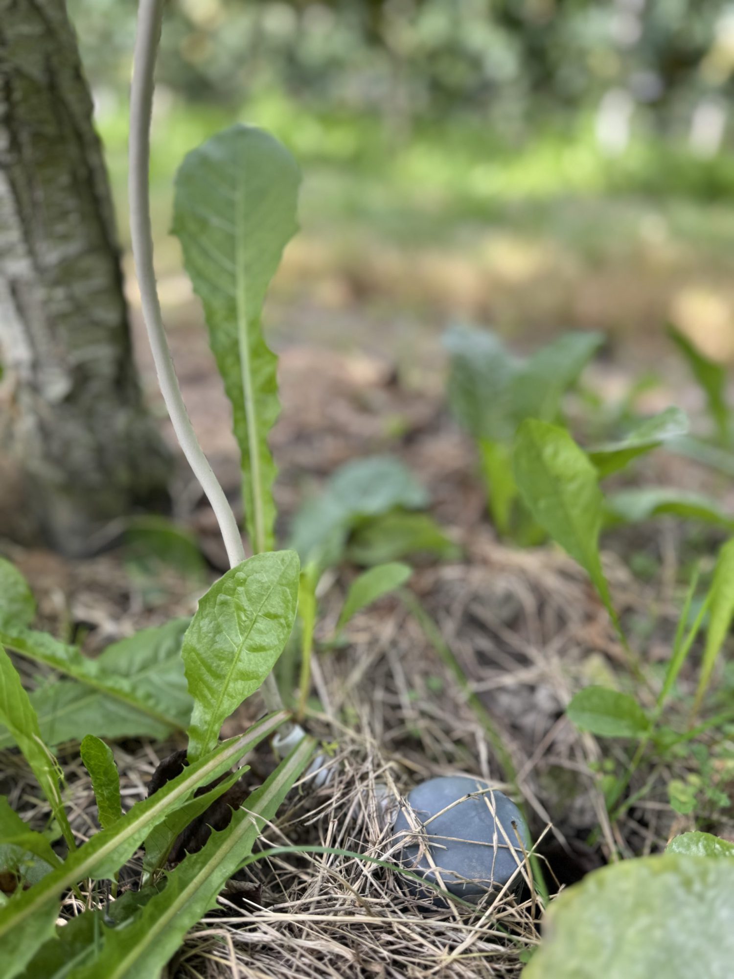 Afbeelding Water geven op basis van bodemsensoren | resultaten pilot