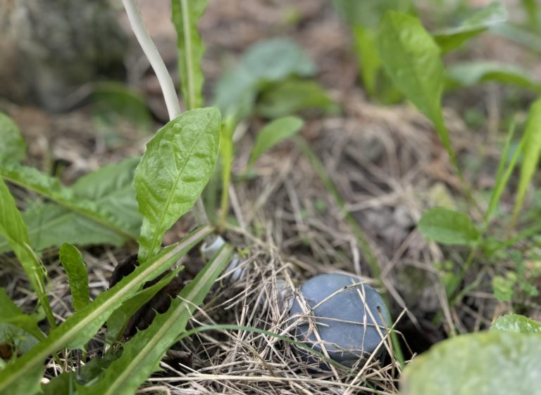 Afbeelding Water geven op basis van bodemsensoren | resultaten pilot