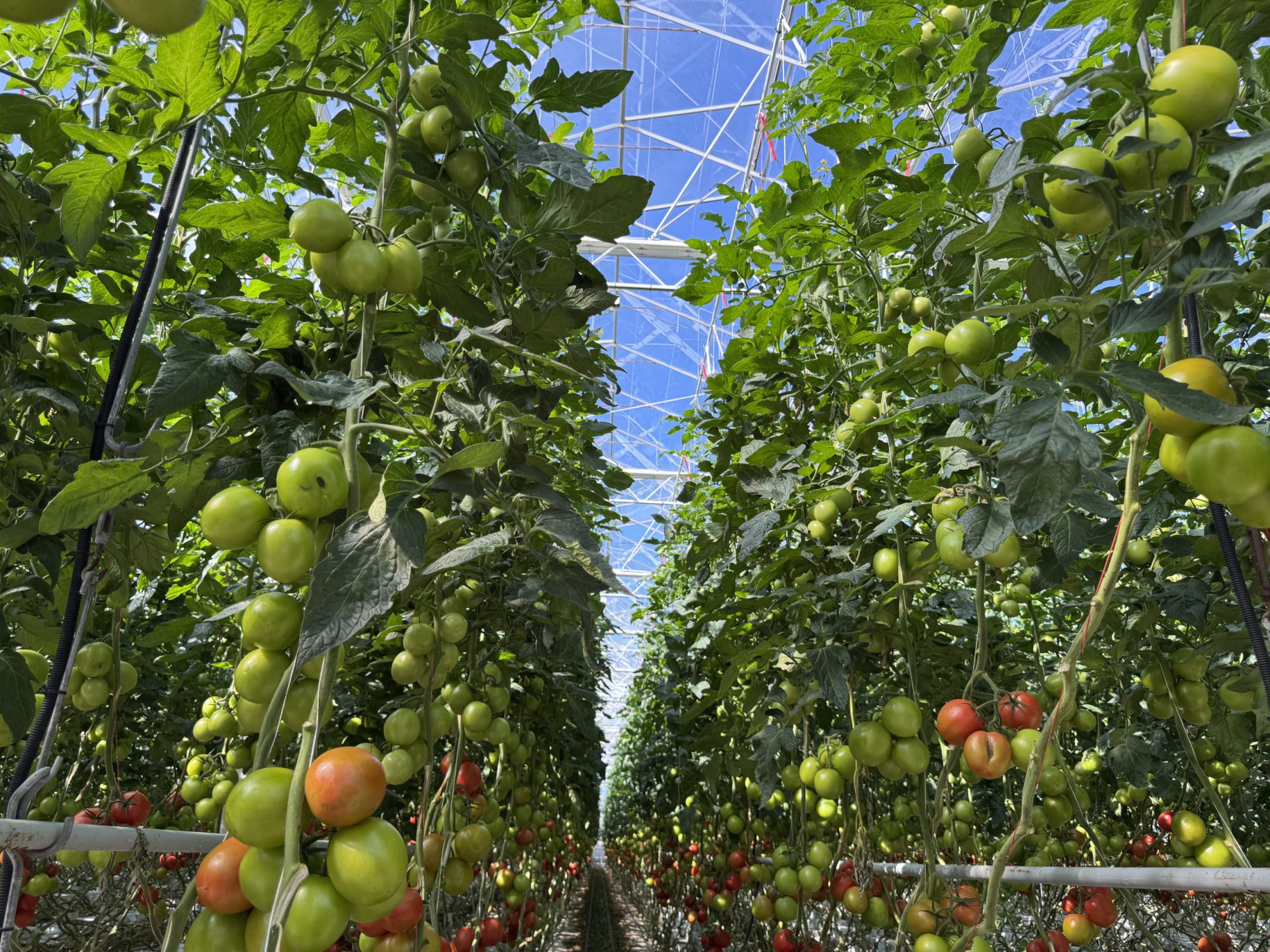 Afbeelding Gelezen in Onder Glas | specialist over het hygiëneprotocol