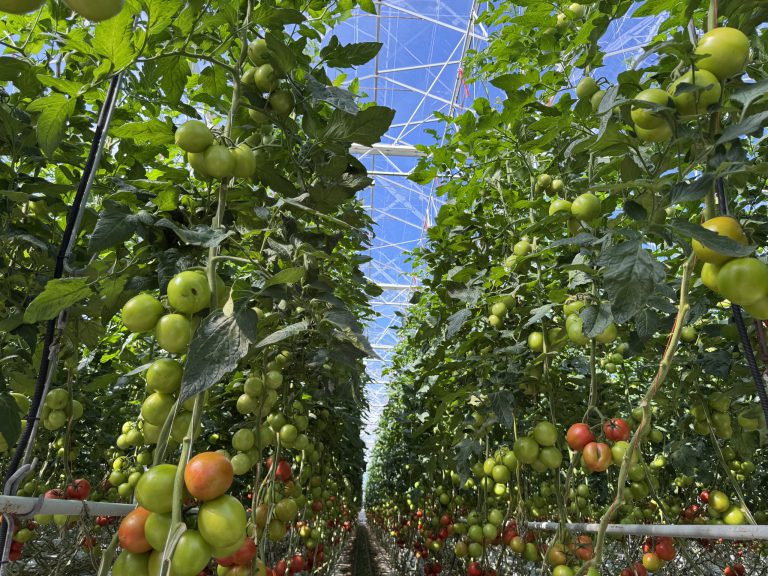 Afbeelding Gelezen in Onder Glas | specialist over het hygiëneprotocol