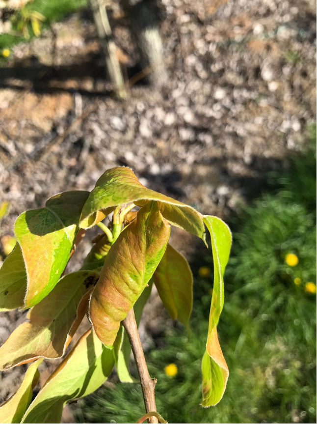 Afbeelding Teeltadvies | roze appel- en perenluis, perenbladvlo en bladvoeding