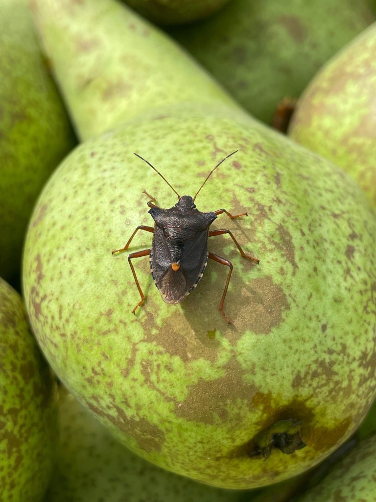 Afbeelding Teeltadvies | onkruid, perenknopkever en schildwants