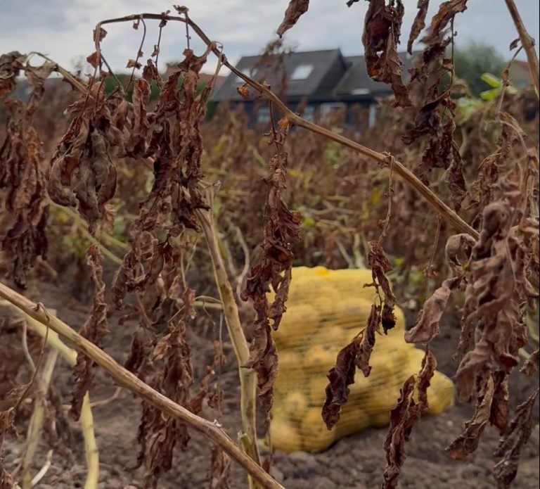 Afbeelding Social media | meeropbrengst realiseren met variabel poten