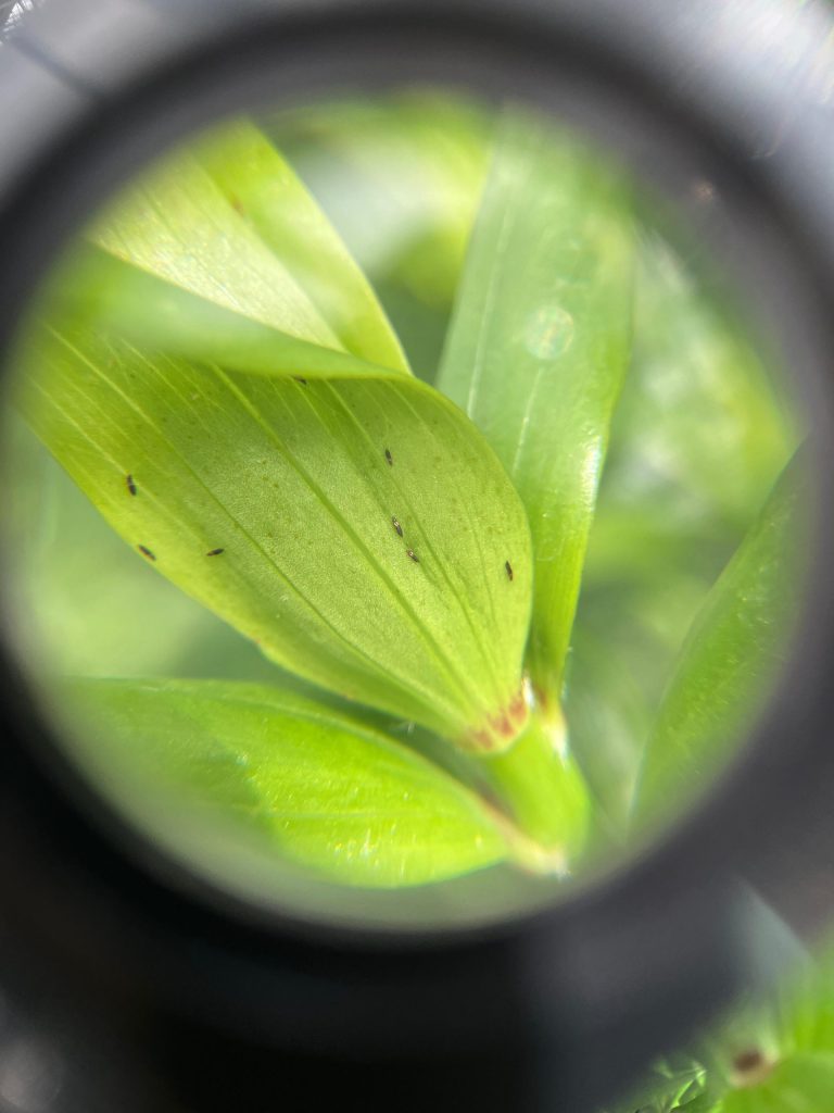 Afbeelding Zo herkent u de belangrijkste plaaginsecten