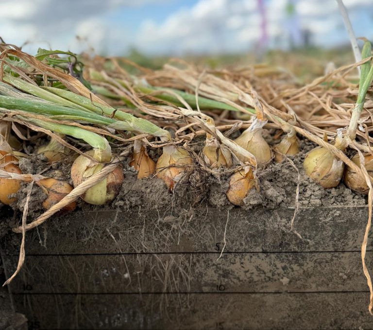 Afbeelding Terugblik Uiendag 2025