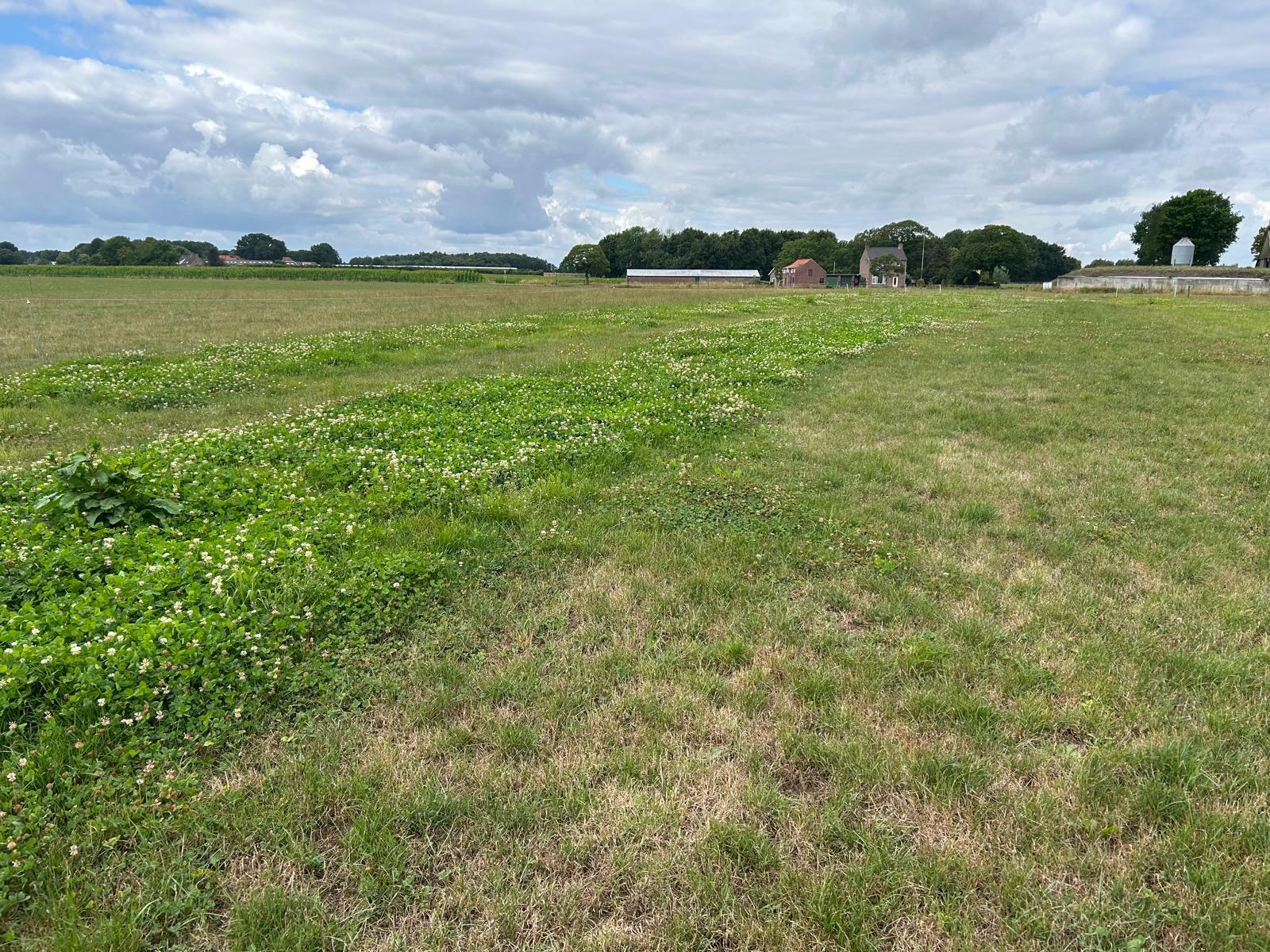 Afbeelding Fertigatie in grasland | Meer dan water