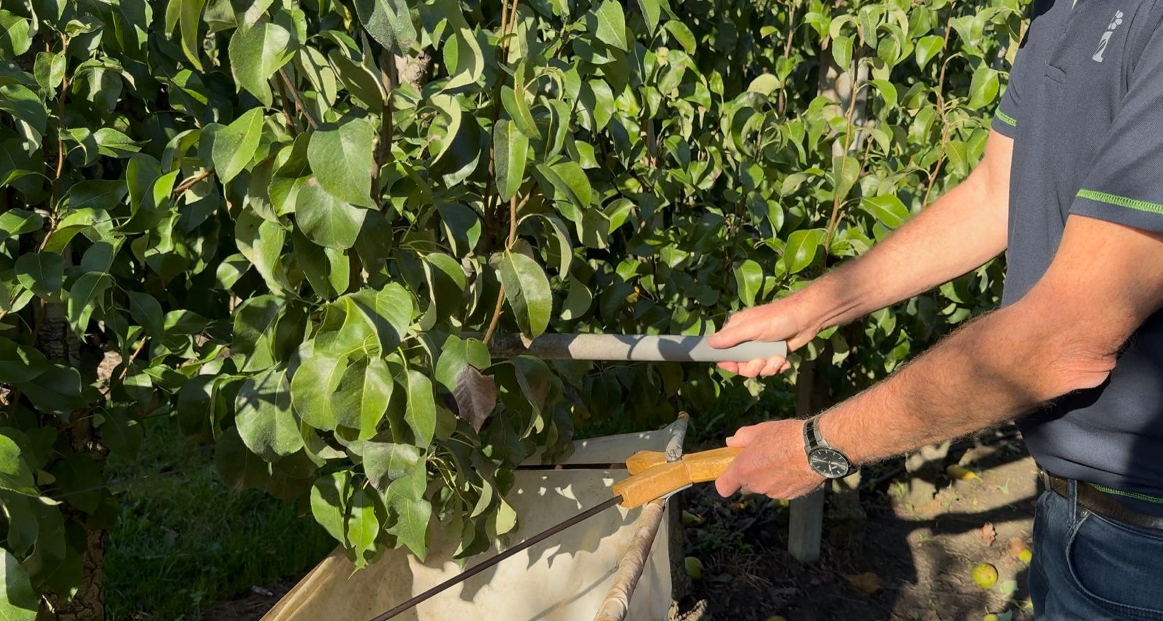 Afbeelding Rondje boomgaard | september 2025