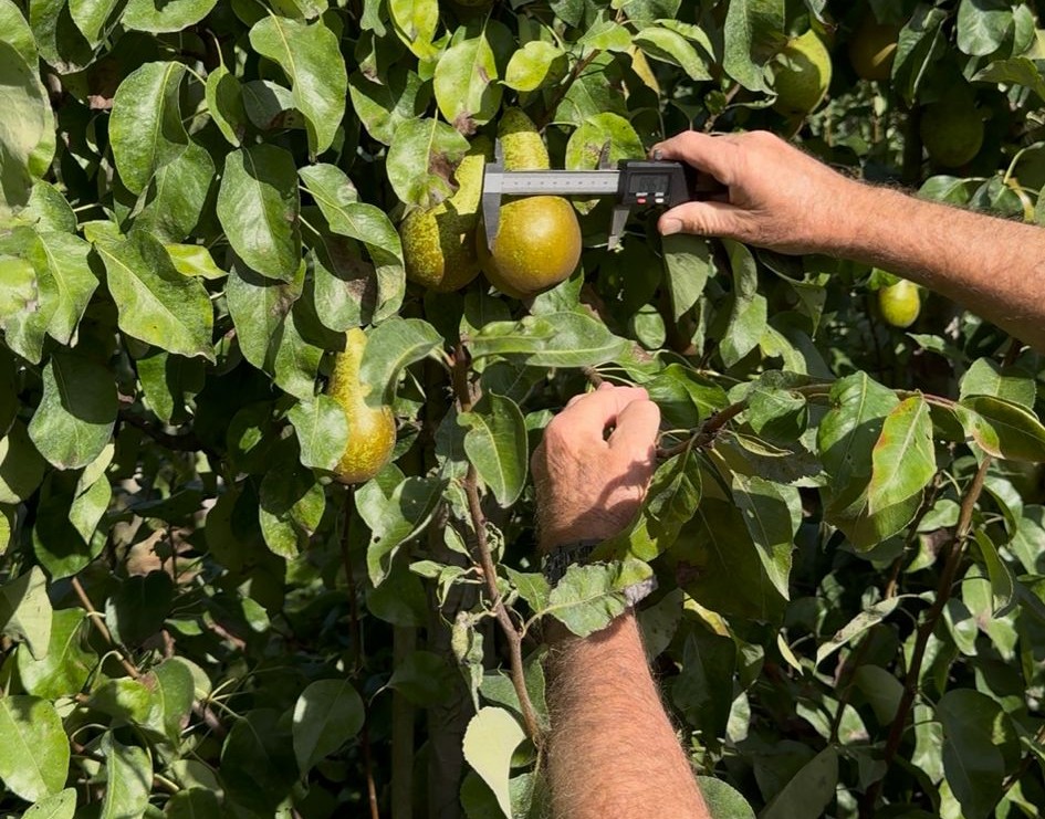 Afbeelding Fruitteeltvakbeurs