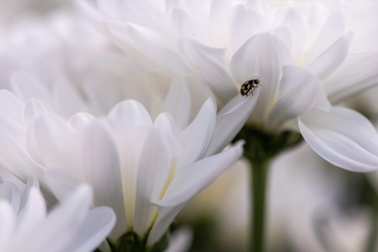 Afbeelding Groener werken dankzij een scouting-app