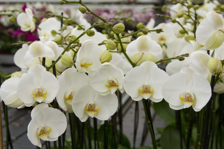 Afbeelding Spuitlicentiebijeenkomst Tuinbouw | Veiligheid en Techniek | Drenthe