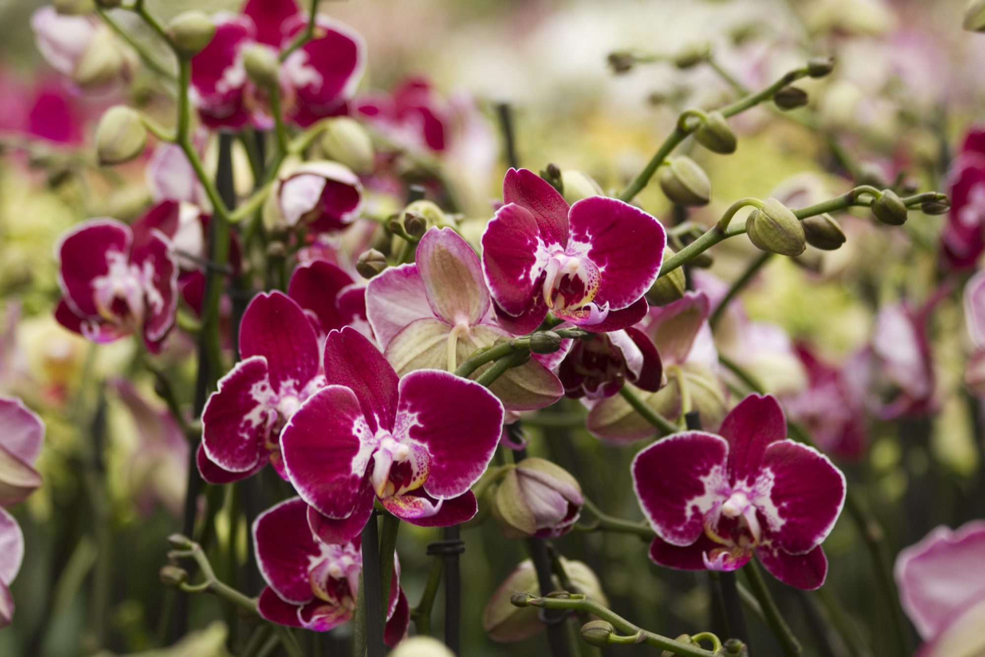 Afbeelding Spuitlicentiebijeenkomsten Noordoost-Nederland