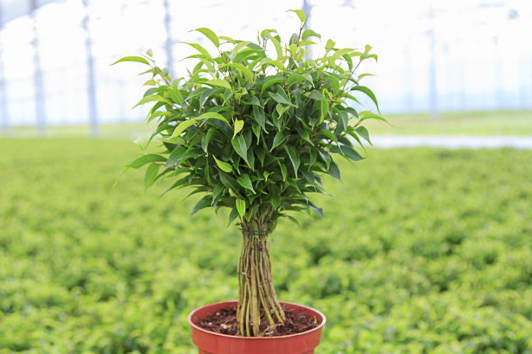 Afbeelding Spuitlicentiebijeenkomsten Noordoost-Nederland