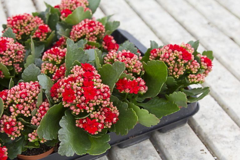 Afbeelding Spuitlicentiebijeenkomst Tuinbouw | Veiligheid en Techniek | Groningen