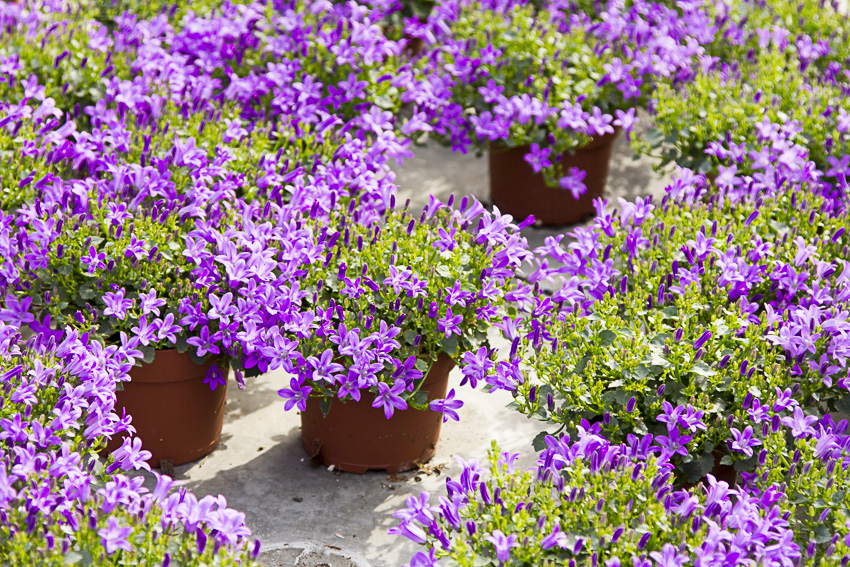 Afbeelding Spuitlicentiebijeenkomst Tuinbouw | Veiligheid en Techniek | Noordoostpolder