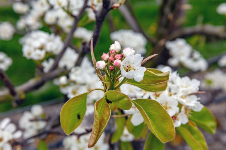 Afbeelding ViP | Hoe bodemsensoren de boomgaard verduurzamen