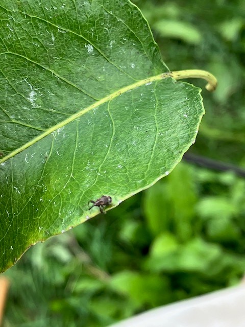 Afbeelding Teeltadvies | Perenknopkever, perenbladvlo en bladbemesting na de oogst