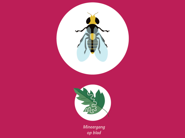 Afbeelding Zo herkent u de belangrijkste plaaginsecten