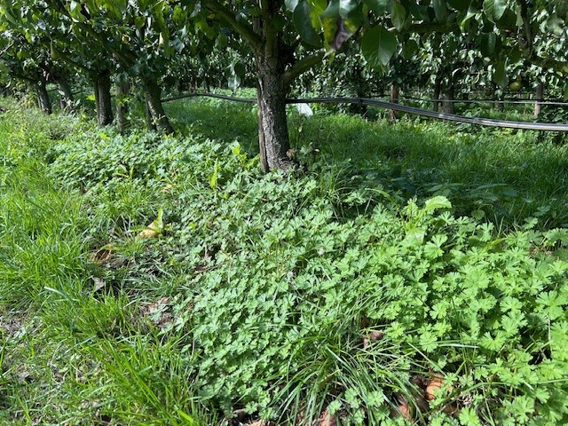 Afbeelding Teeltadvies | onkruid, perenknopkever en schildwants